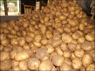 Sur cette photo, quel animal est l'intrus ?