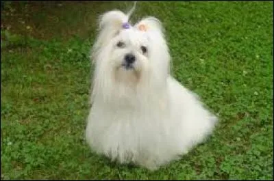 Ma chienne est gravement malade; on m'avait proposé un spécialiste. 
De qui s'agit-il déjà ? 
Ah un...