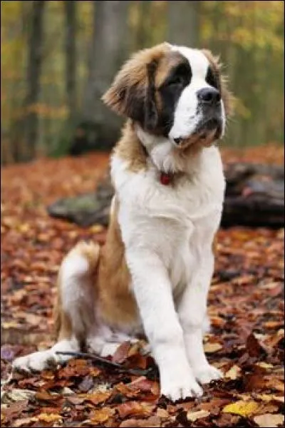 Comment s'appelle ce chien connu, de race Saint-Bernard ?