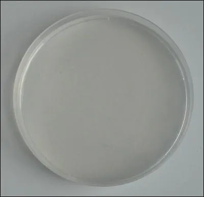 Julius Richard Pétri a inventé une boîte cylindrique transparente peu profonde qui porte son nom.