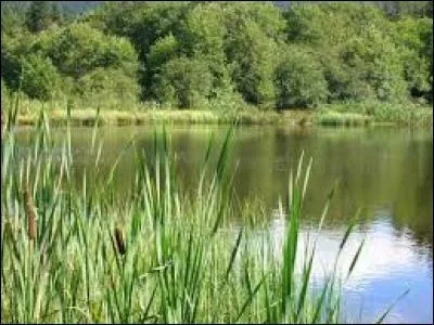Un grèbe est un oiseau palmipède qui pêche dans les étangs et qui construit un nid flottant.