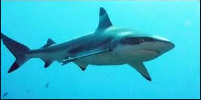 Un griset est un requin gris aux flancs blancs.