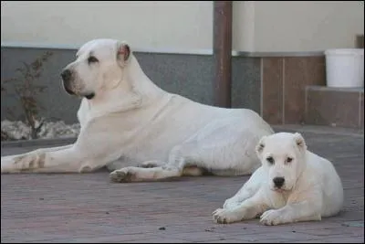 Quelle est cette race ?