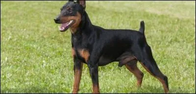 Quelle est cette race ?