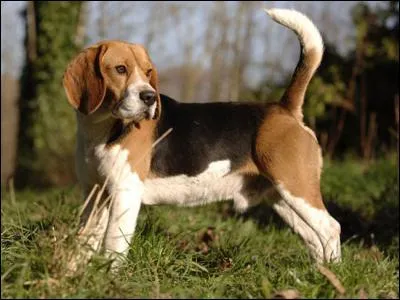 Quelle est cette race ?