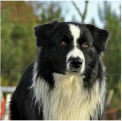 Quelle est cette race ?