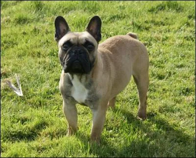 Quelle est cette race ?