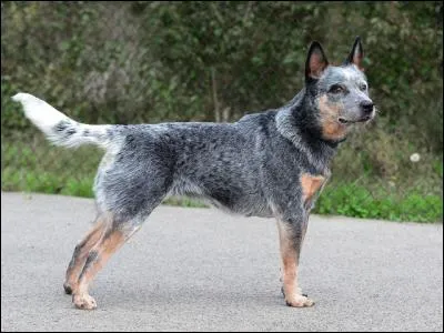 Quelle est cette race ?