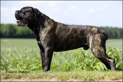 Quelle est cette race ?