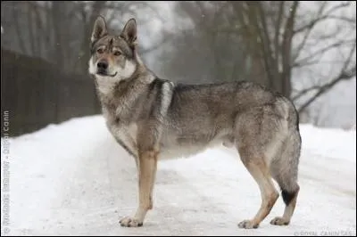 Quelle est cette race ?