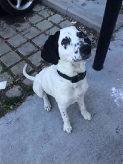 Quelle est cette race ?