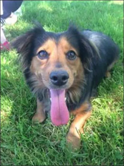 Quelle est cette race ?