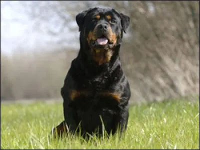 Quelle est cette race ?