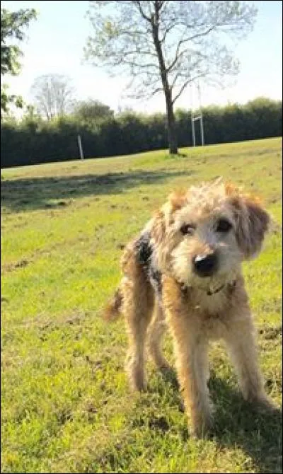 Quelle est cette race ?