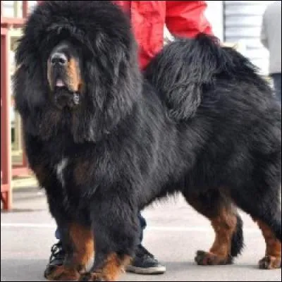 Quelle est cette race ?