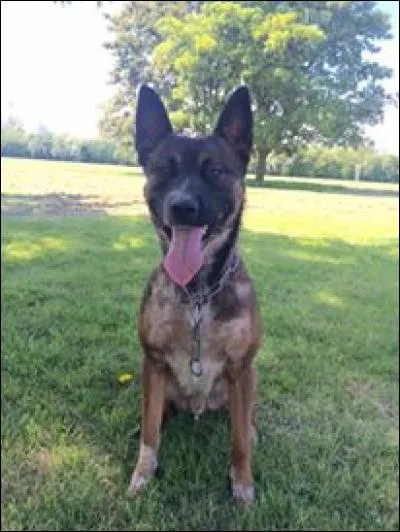 Quelle est cette race ?