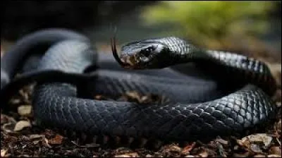 Considéré comme le serpent terrestre le plus rapide parmi les espèces recensées, il apprécie les zones boisées ou rocheuses :
