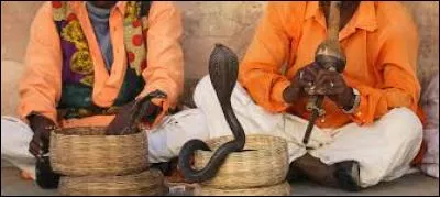 De quel pays sont originaires les charmeurs de serpents ?