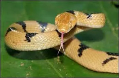 Comment dit-on "serpent" en anglais ?