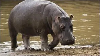 L'hippopotame est :
