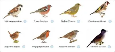 Combien existe-t-il d'espèces d'oiseaux ?