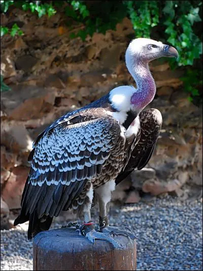 C'est en Afrique que le record d'altitude pour un oiseau a été enregistré. Mais de combien est-il ?