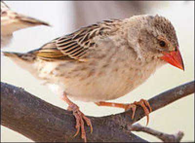 Cet oiseau est le quéléa (ou travailleur) à bec rouge. Quel est son record ?