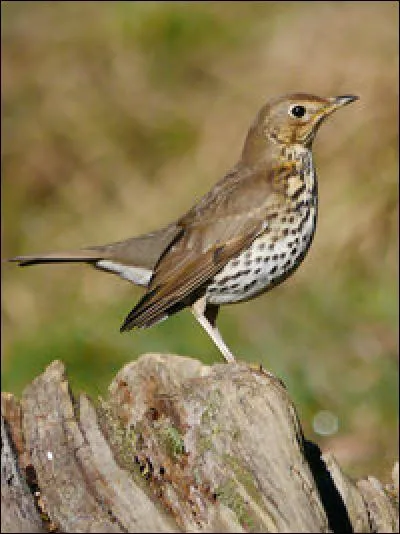 Vous croiserez tr&egrave;s certainement cet oiseau, connu de tous, la...