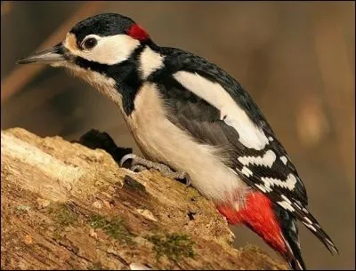 Vous levez ensuite les yeux et apercevez un oiseau qui se tient sur une branche au sommet d'un arbre. C'est, bien s&ucirc;r...