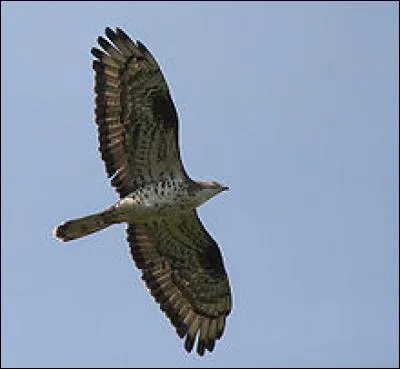 Avant d'entrer r&eacute;ellement dans la for&ecirc;t, vous vous retournez pour observer le ciel. Vous apercevez alors...