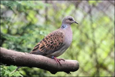 Vous connaissez bien s&ucirc;r la tourterelle turque, que l'on croise partout, m&ecirc;me en ville, mais vous croisez ici sa cousine, la tourterelle...