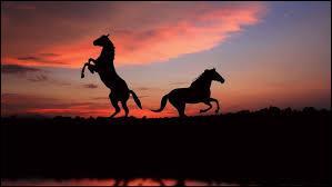 Quiz Chevaux