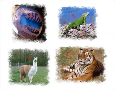 L'illustration nommée « A » est en lien étroit avec l'illustration représentée en : (Indice : il)