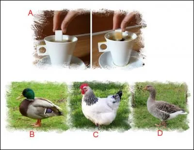 L'illustration nommée « A » est en lien étroit avec l'illustration représentée en : (Indice : Calimero)