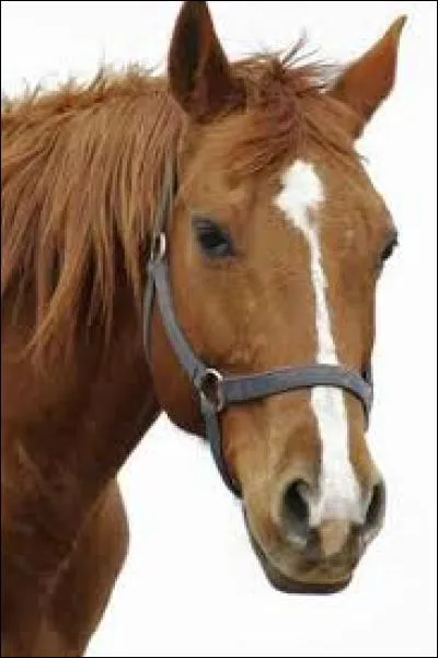 Quelle est cette tache ?