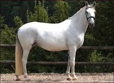 Quelle est la race de ce cheval ?