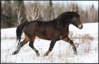 Quelle est la robe de ce cheval ?