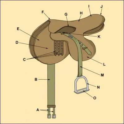 Comment s'appelle la partie F de la selle ?