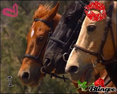 Comment s'appellent les chevaux des filles ?