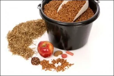 Que mangent les chevaux ?