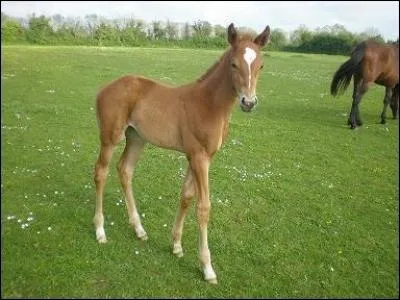 Quel est le bébé d'une jument ?