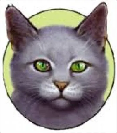 Dans le cycle 4, quel est le pouvoir d'Aile de Colombe ?