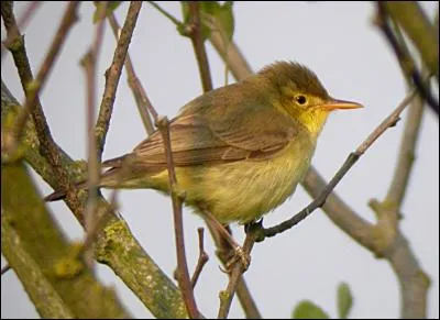 Quelle est cette sorte d'hypolaïs, qui ressemble fort à celle de la question précédente, mais qui la remplace en Europe occidentale ?