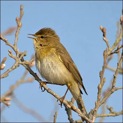 Quel est ce pouillot, l'un des oiseaux européens les plus communs, qui hiverne uniquement en Afrique ?