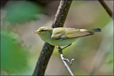 Quel est ce pouillot, proche du précédent, mais qui est plus confiné aux grands boisements ombreux ?