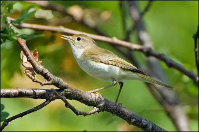 Pour reconnaître ce pouillot du précédent, il vous faudra regarder la gorge, qui est ici blanche. C'est donc...