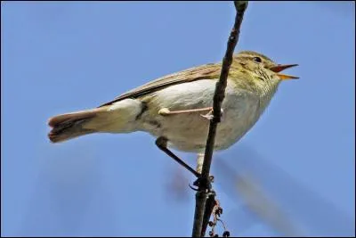 Quel est ce pouillot, autrefois considéré comme une sous-espèce du précédent ?