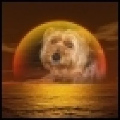 Quelle est la race du chien sur la photo de profil de Nwt ?