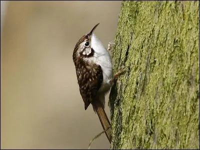 Cet oiseau et celui de la question suivante sont quasiment identiques visuellement, c'est donc au chant qu'on les reconnaît. Le moins commun des deux est...