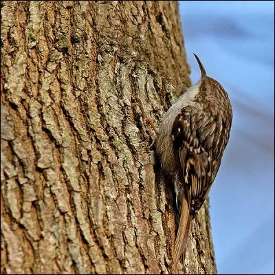 Le plus commun des deux grimpereaux européens est...